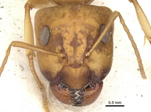 Camponotus nasutus specimen CASENT0903499 image casent0903499_2