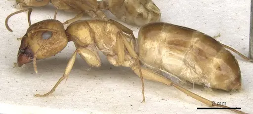 Camponotus nasutus specimen CASENT0903499 image casent0903499_3
