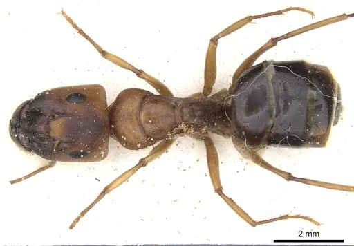 Camponotus nasutus specimen CASENT0903500 image casent0903500_1