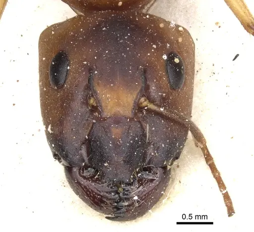 Camponotus nasutus specimen CASENT0903500 image casent0903500_2