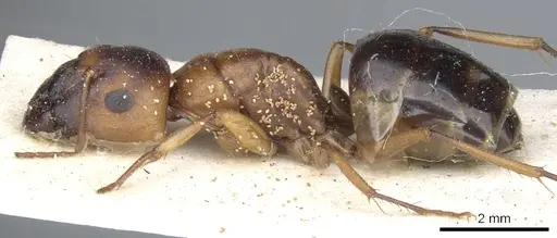 Camponotus nasutus specimen CASENT0903500 image casent0903500_3