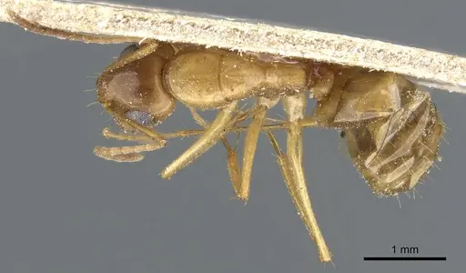 Camponotus nasutus specimen CASENT0905454 image casent0905454_1