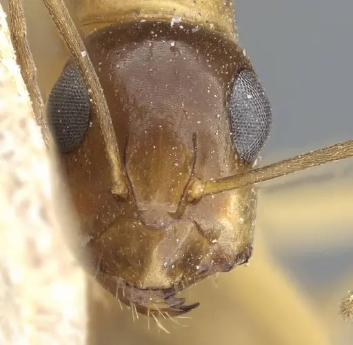 Camponotus nasutus specimen CASENT0905454 image casent0905454_2