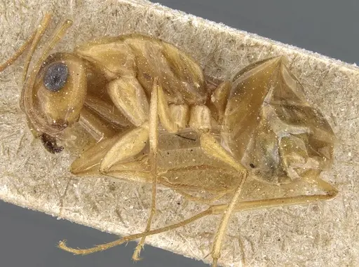 Camponotus nasutus specimen CASENT0905454 image casent0905454_3