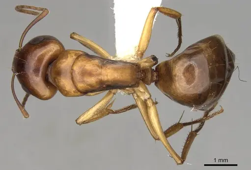 Camponotus nasutus specimen CASENT0906886 image casent0906886_1