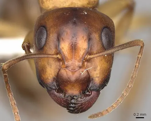 Camponotus nasutus specimen CASENT0906886 image casent0906886_2