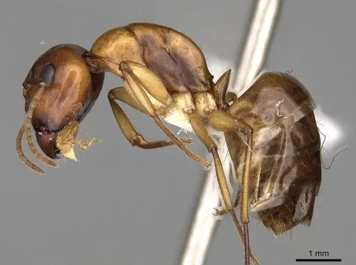 Camponotus nasutus specimen CASENT0906886 image casent0906886_3