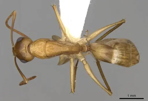 Camponotus nasutus specimen CASENT0906887 image casent0906887_1