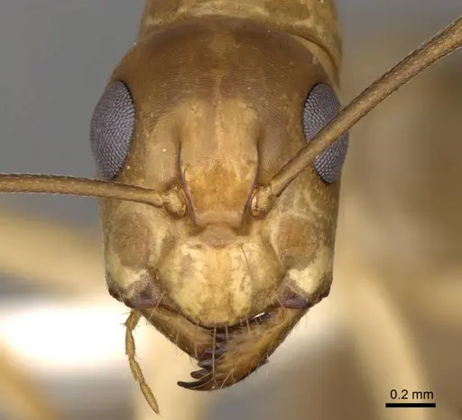 Camponotus nasutus specimen CASENT0906887 image casent0906887_2
