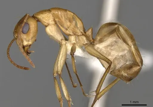 Camponotus nasutus specimen CASENT0906887 image casent0906887_3