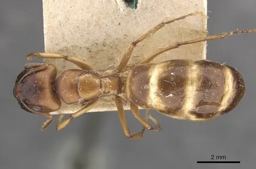 Camponotus nasutus specimen CASENT0910547 image casent0910547_1