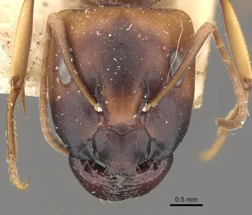 Camponotus nasutus specimen CASENT0910547 image casent0910547_2