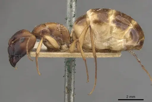 Camponotus nasutus specimen CASENT0910547 image casent0910547_3