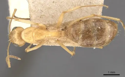 Camponotus nasutus specimen CASENT0910548 image casent0910548_1