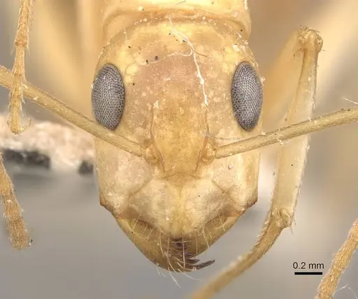 Camponotus nasutus specimen CASENT0910548 image casent0910548_2