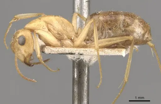 Camponotus nasutus specimen CASENT0910548 image casent0910548_3