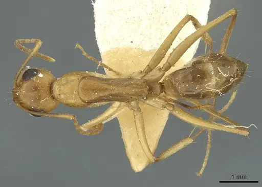 Camponotus nasutus specimen CASENT0911710 image casent0911710_1