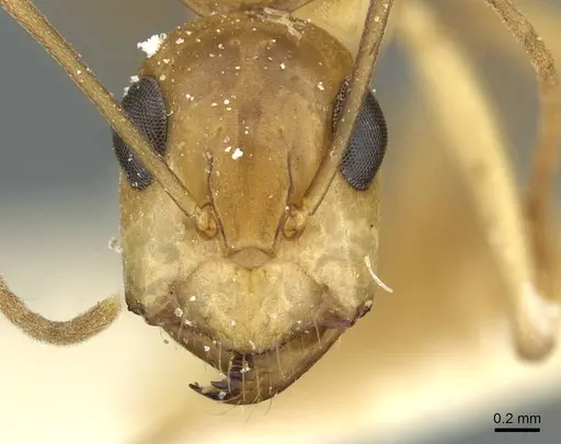Camponotus nasutus specimen CASENT0911710 image casent0911710_2