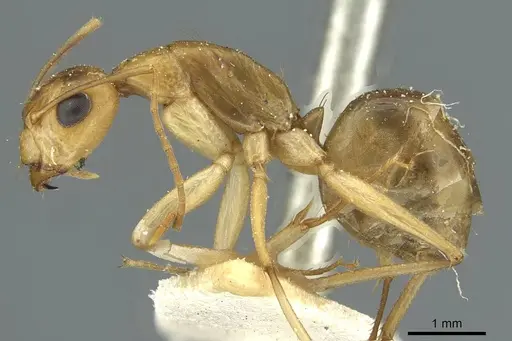 Camponotus nasutus specimen CASENT0911710 image casent0911710_3