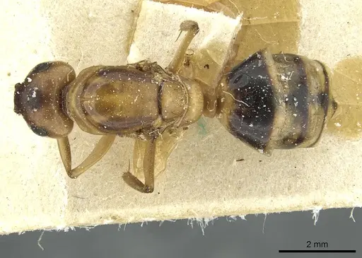 Camponotus nasutus specimen CASENT0911711 image casent0911711_1