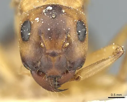 Camponotus nasutus specimen CASENT0911711 image casent0911711_2