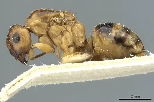Camponotus nasutus specimen CASENT0911711 image casent0911711_3