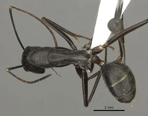 Camponotus natalensis specimen CASENT0235237 image casent0235237_1