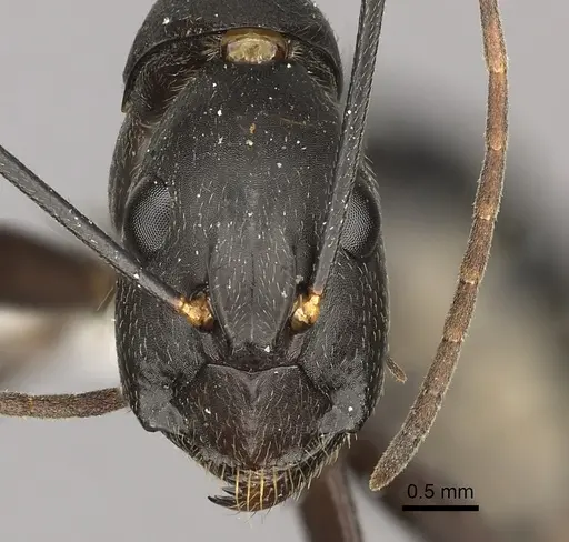 Camponotus natalensis specimen CASENT0235237 image casent0235237_2