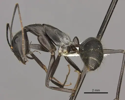 Camponotus natalensis specimen CASENT0235237 image casent0235237_3