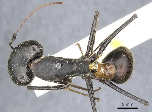 Camponotus natalensis specimen CASENT0903521 image casent0903521_1