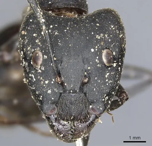 Camponotus natalensis specimen CASENT0903521 image casent0903521_2