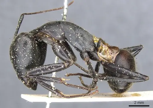 Camponotus natalensis specimen CASENT0903521 image casent0903521_3