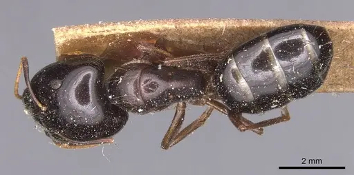 Camponotus natalensis specimen CASENT0905229 image casent0905229_1