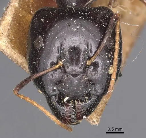 Camponotus natalensis specimen CASENT0905229 image casent0905229_2
