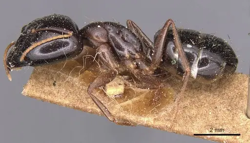 Camponotus natalensis specimen CASENT0905229 image casent0905229_3