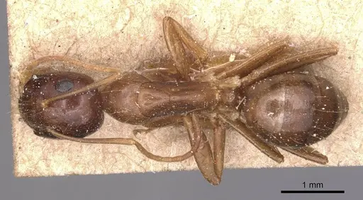 Camponotus natalensis specimen CASENT0905230 image casent0905230_1
