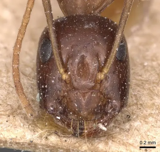 Camponotus natalensis specimen CASENT0905230 image casent0905230_2