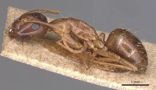 Camponotus natalensis specimen CASENT0905230 image casent0905230_3