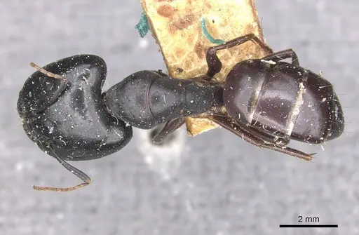 Camponotus natalensis specimen CASENT0910301 image casent0910301_1