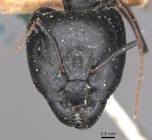 Camponotus natalensis specimen CASENT0910301 image casent0910301_2