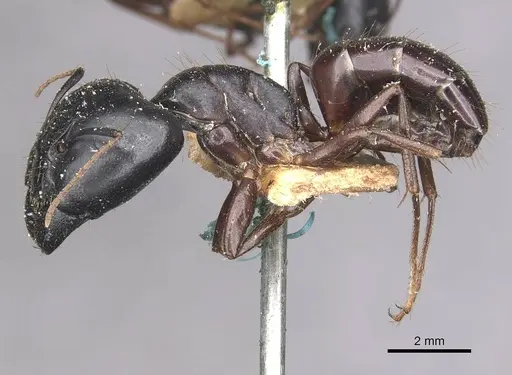 Camponotus natalensis specimen CASENT0910301 image casent0910301_3
