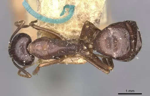 Camponotus natalensis specimen CASENT0910302 image casent0910302_1