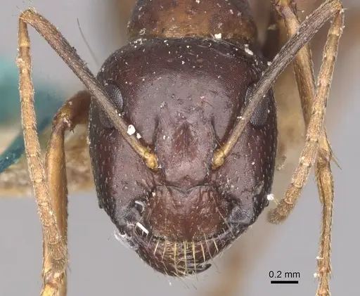 Camponotus natalensis specimen CASENT0910302 image casent0910302_2