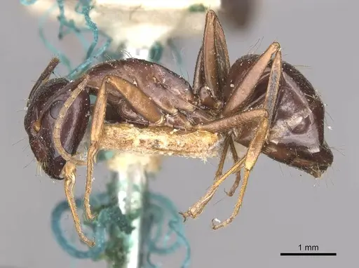 Camponotus natalensis specimen CASENT0910302 image casent0910302_3