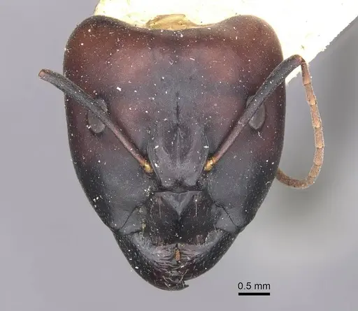 Camponotus natalensis specimen CASENT0910303 image casent0910303_1