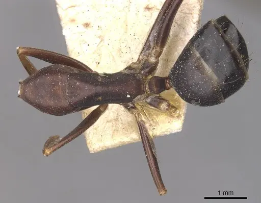 Camponotus natalensis specimen CASENT0910304 image casent0910304_1