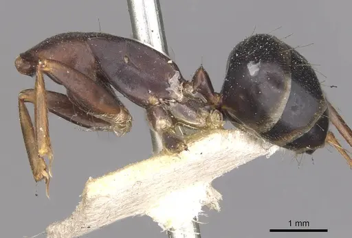 Camponotus natalensis specimen CASENT0910304 image casent0910304_2
