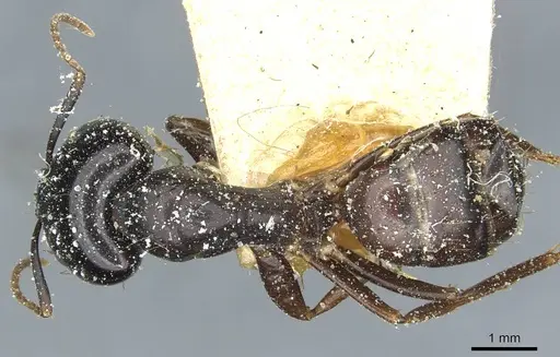 Camponotus natalensis specimen CASENT0912011 image casent0912011_1