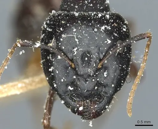 Camponotus natalensis specimen CASENT0912011 image casent0912011_2