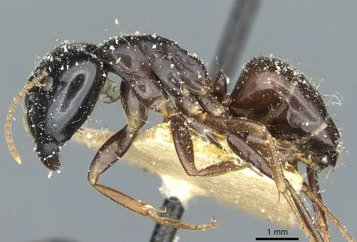 Camponotus natalensis specimen CASENT0912011 image casent0912011_3